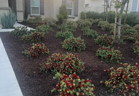 3 Bed, 2 Bath in Moreno Valley, California for $1100/mo