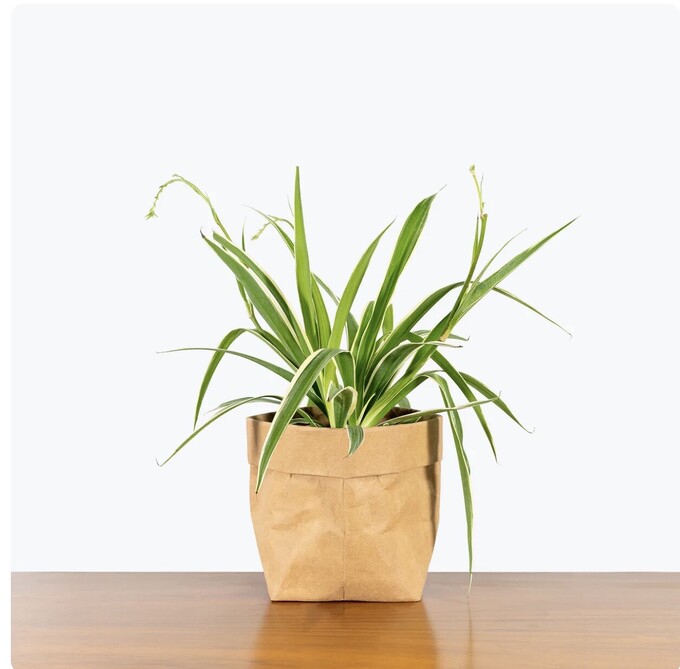 Spider Plant for Wellness