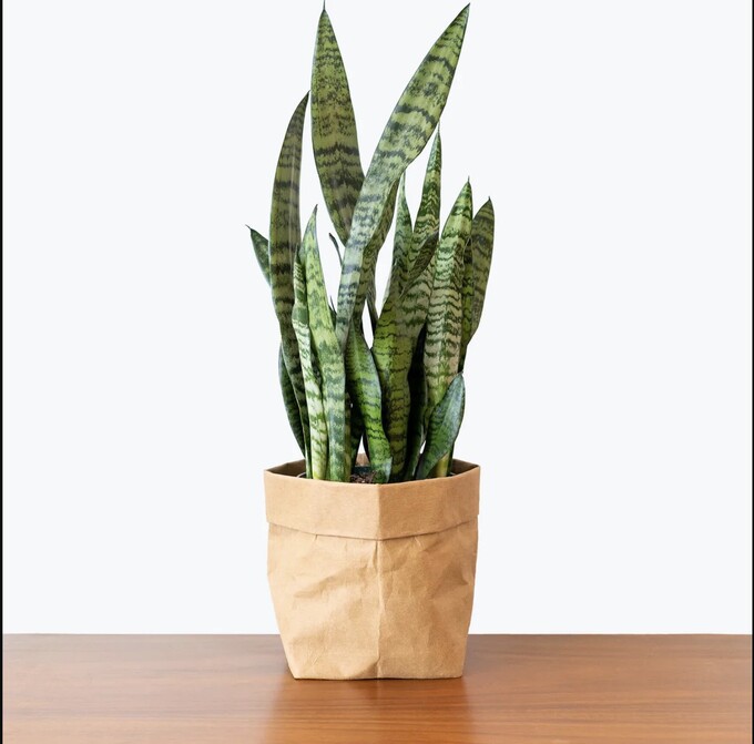 snake plant